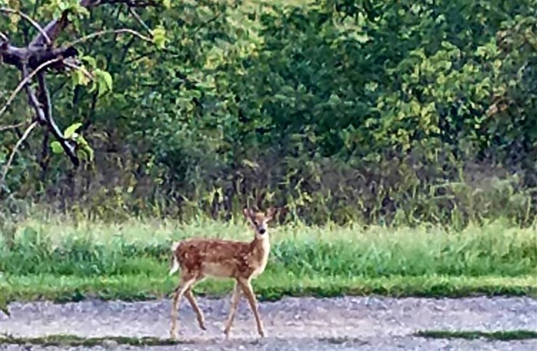 Nature Lodges (Berkeley Springs , West Virginia, United States)