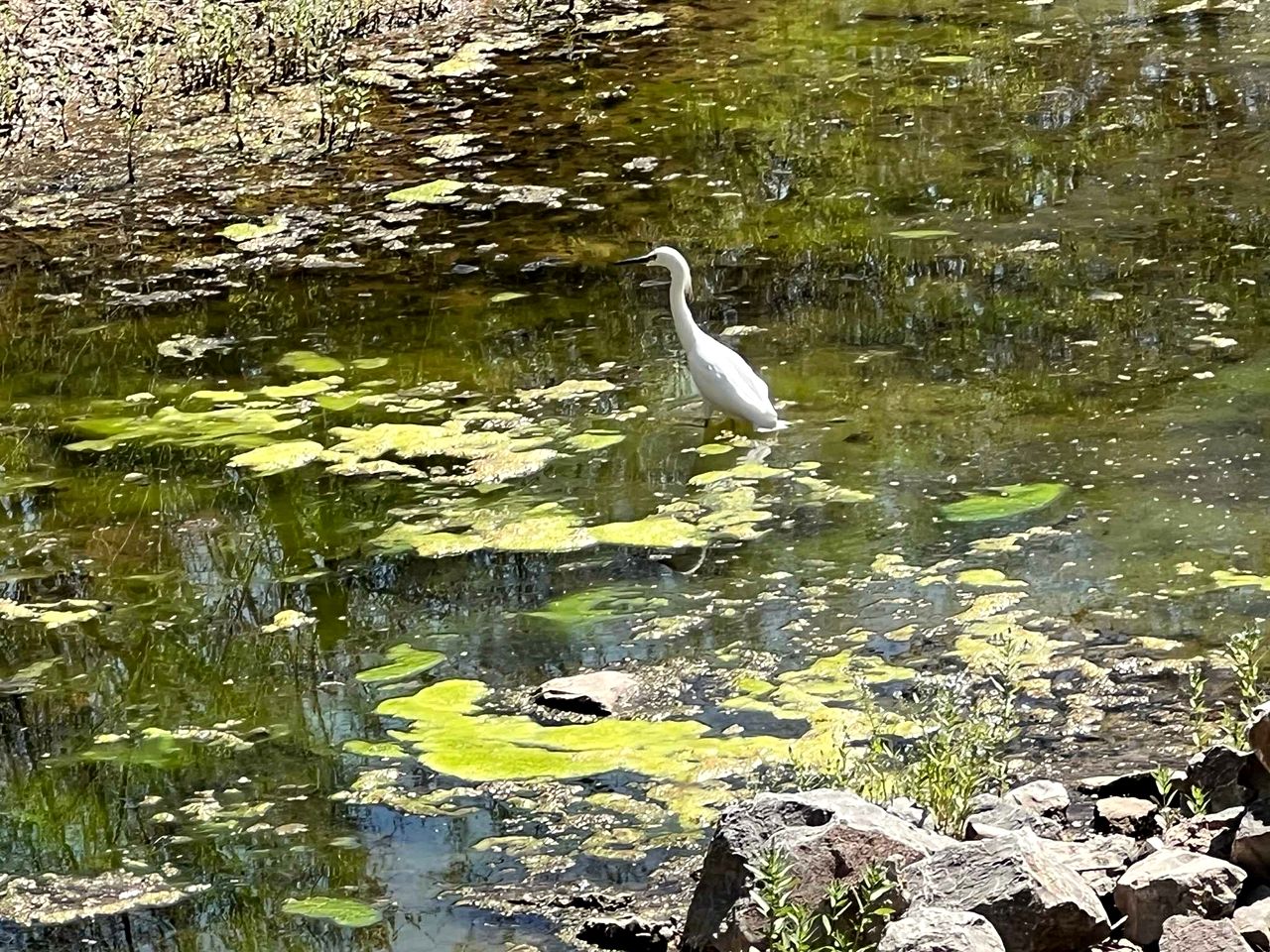 Charming Tiny House with Rooftop Deck near Wichita Mountains in Medicine Park, OK