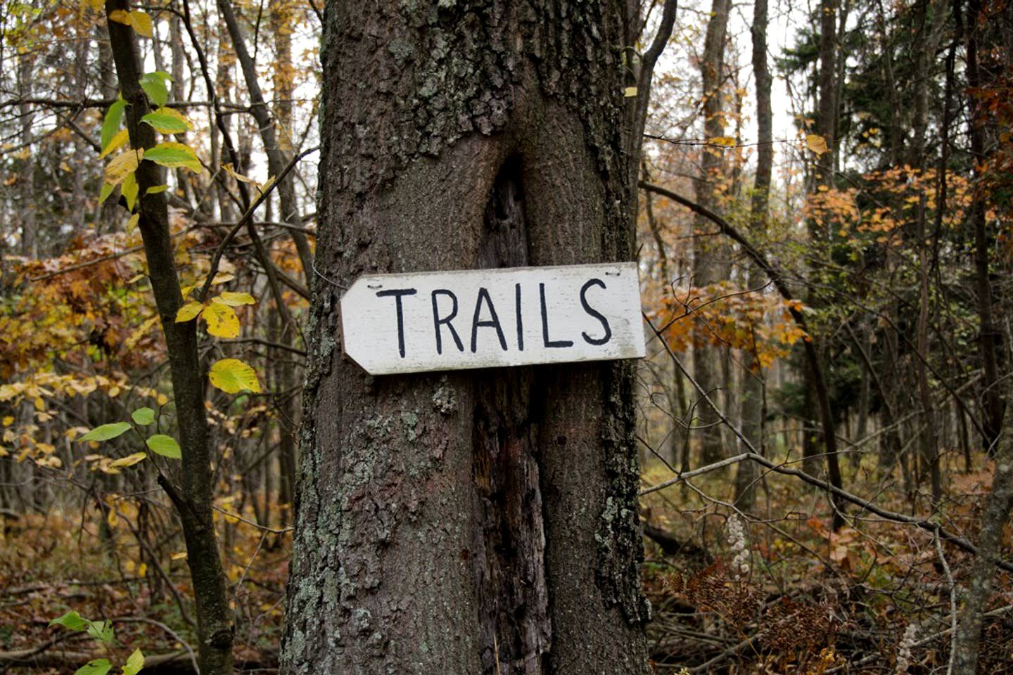 Cheerful Wooden Cabin for a Romantic Getaway near Oakland, Maryland