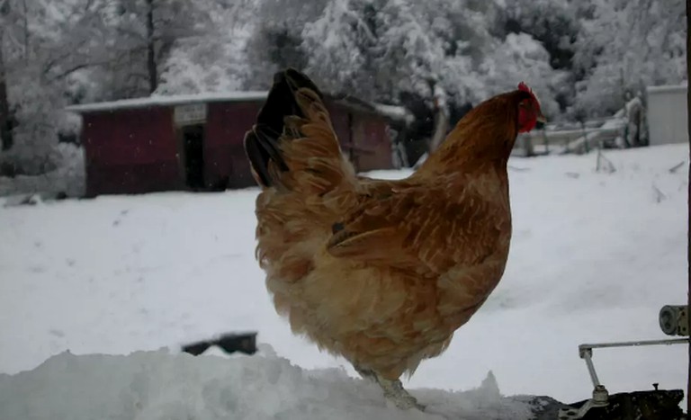 Cabins (Mountain Ranch, California, United States)