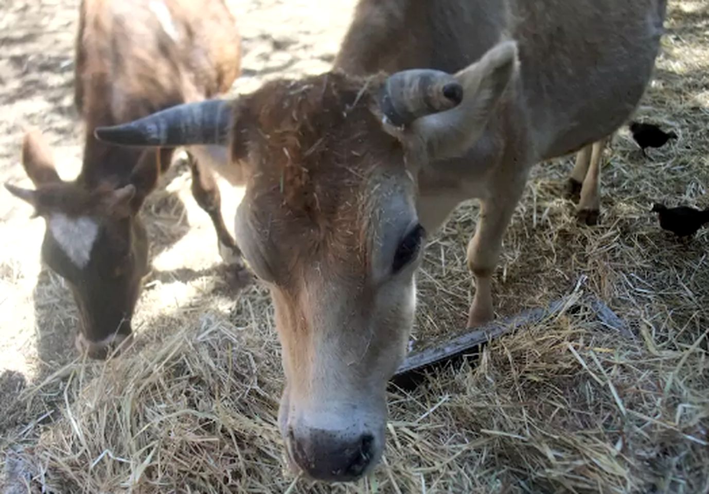 Family-Friendly Cabin Rental on Working Farm near Yosemite National Park, California