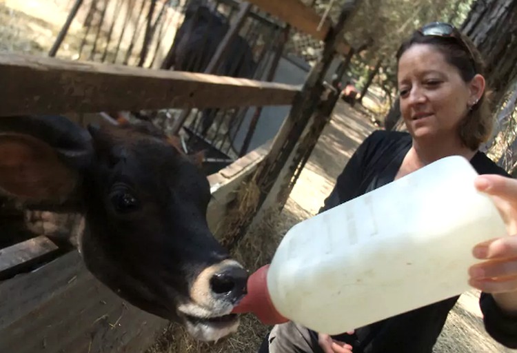 Cabins (Mountain Ranch, California, United States)