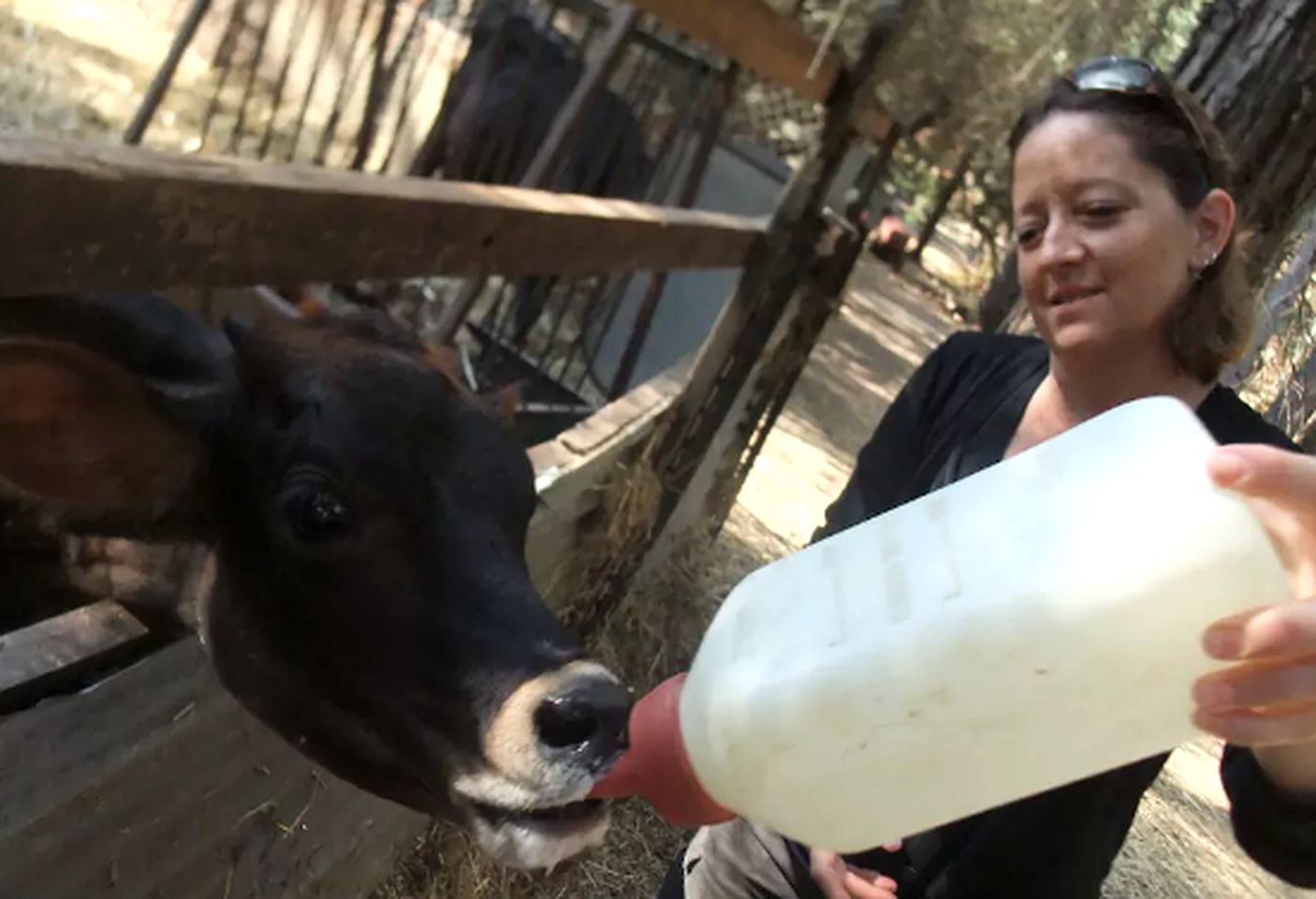 Family-Friendly Cabin Rental on Working Farm near Yosemite National Park, California