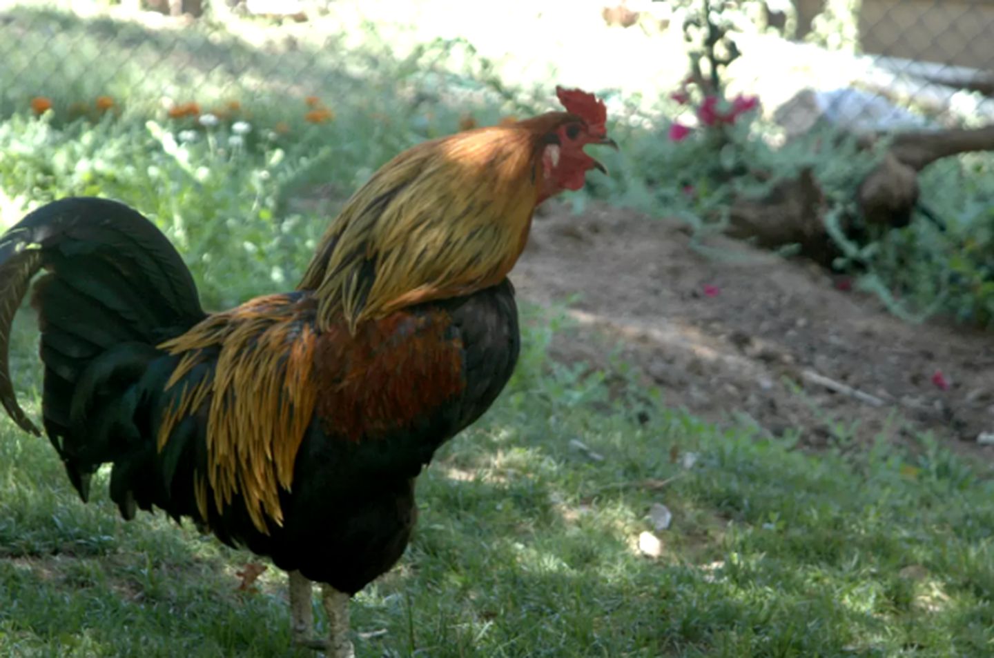 Family-Friendly Cabin Rental on Working Farm near Yosemite National Park, California