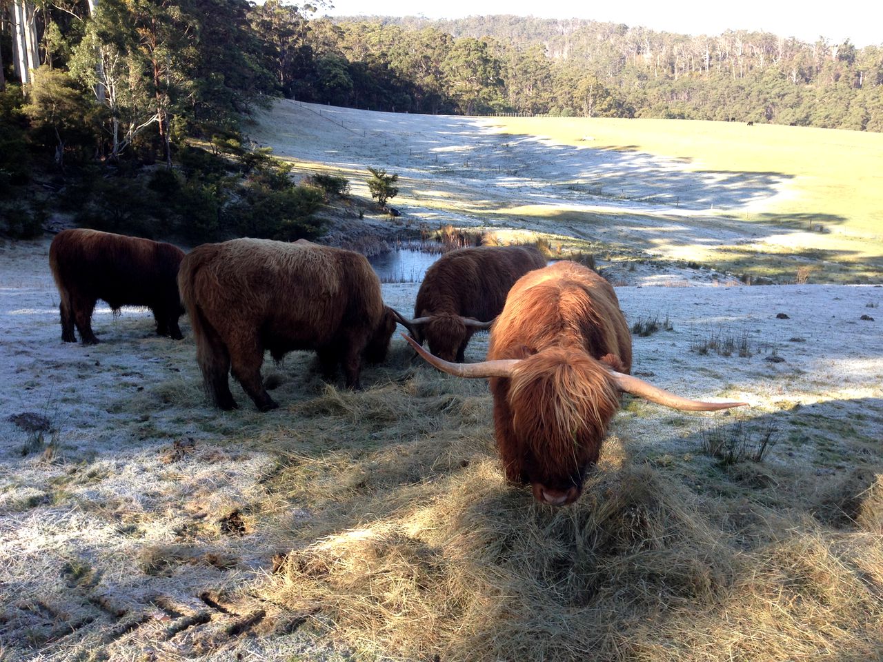 Tranquil Cottage Rental on 28 Scenic Acres in the Huon Valley of Southern Tasmania