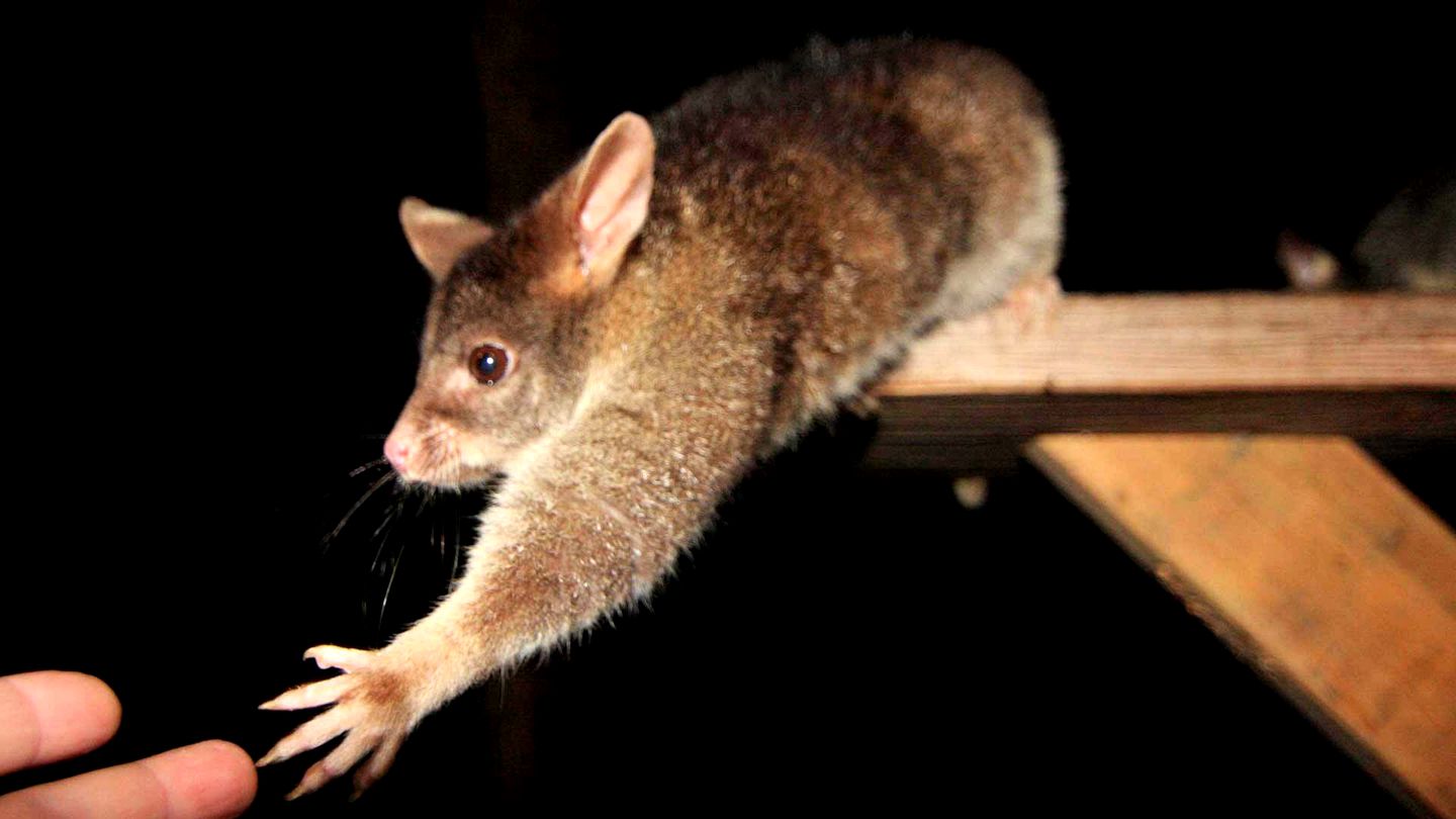 Sensational Vacation Rental with Spectacular Views in Youngs Siding, Australia