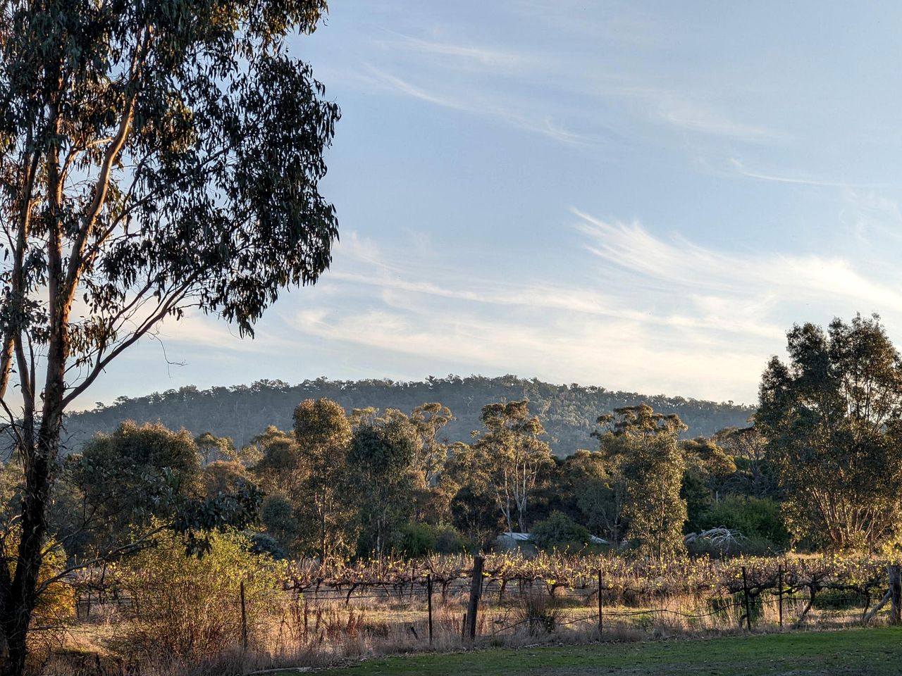 Vineyard Tiny Glamping in Victoria near Kara Kara National Park