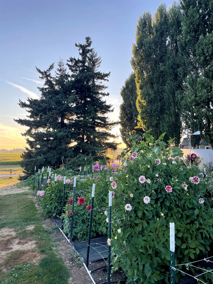 Wonderful Cabin with Fire Pit and Barbecue in Lynden, Washington