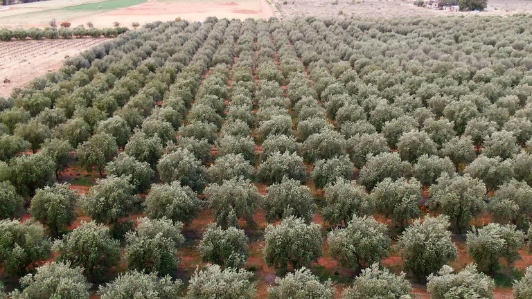 Tiny Houses (Australia, Lake Boga, Victoria)