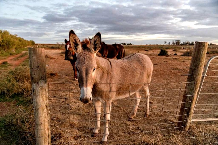 Tiny Houses (Australia, Lake Boga, Victoria)