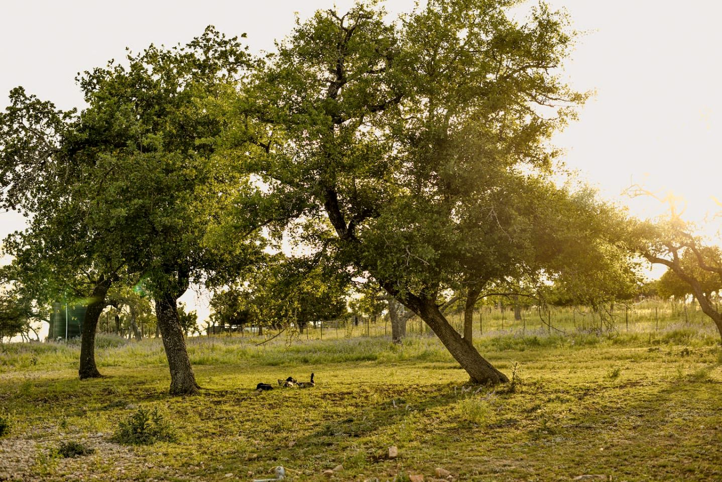 Wonderful Secluded Container in Fredericksburg, Texas