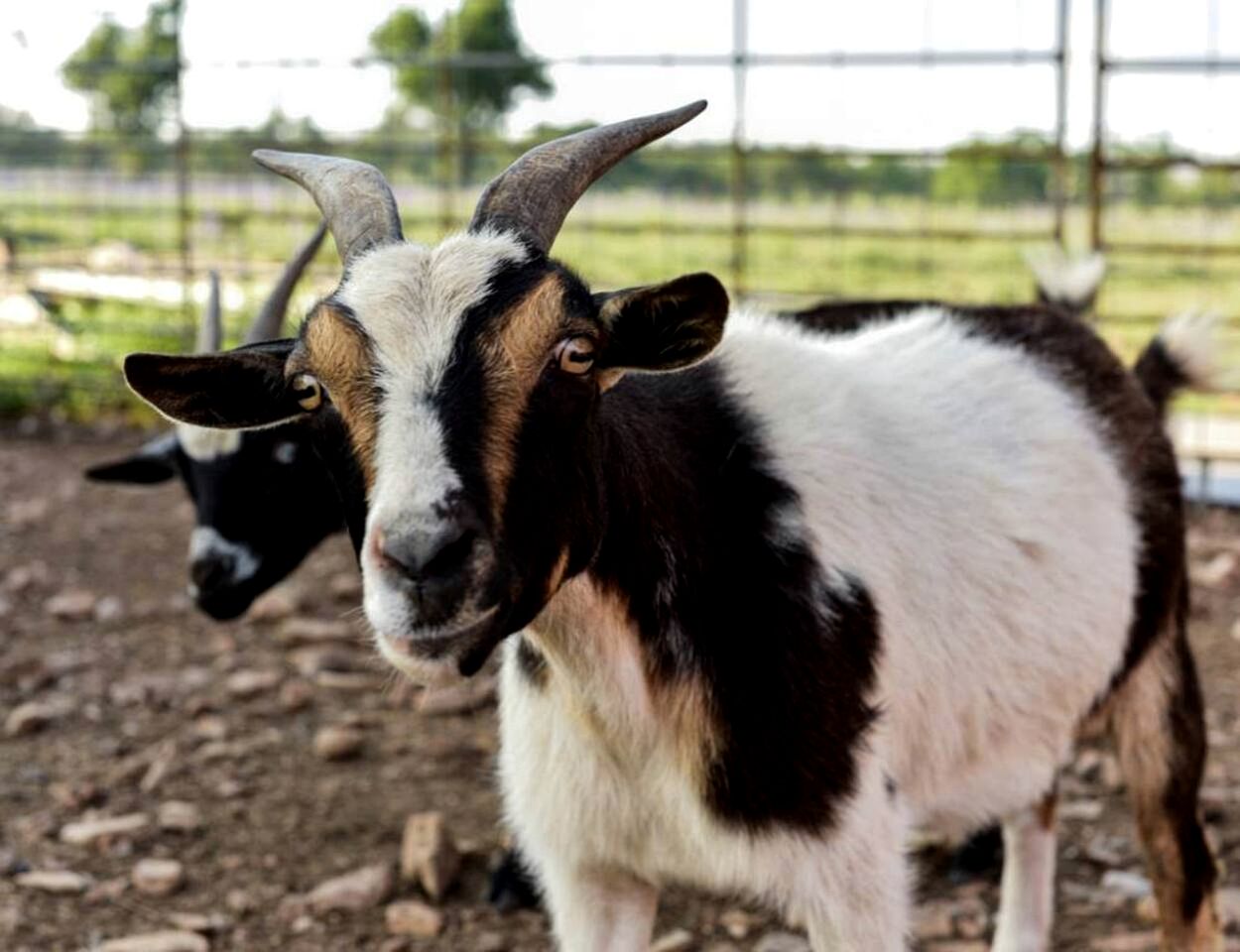 Wonderful Secluded Container in Fredericksburg, Texas