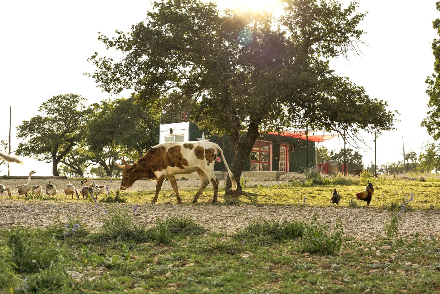 Wonderful Secluded Container in Fredericksburg, Texas