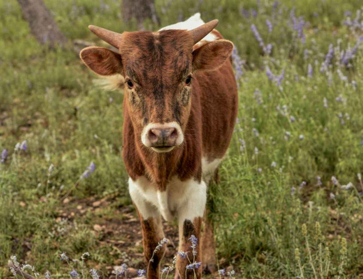 Wonderful Secluded Container in Fredericksburg, Texas