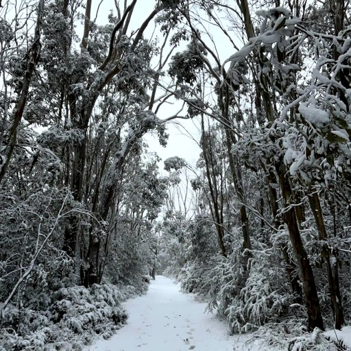 Tiny Houses (Australia, Taggerty, Victoria)
