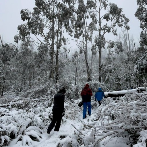 Tiny Houses (Australia, Taggerty, Victoria)