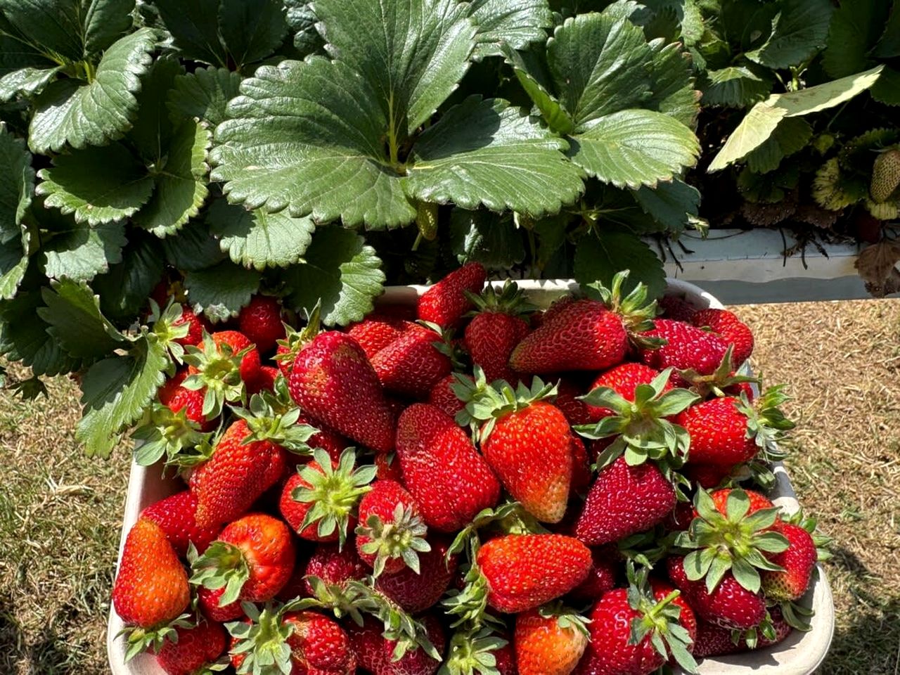 Wonderful Tiny House Farm Retreat with Views and Outdoor Firepit in New South Wales, Australia