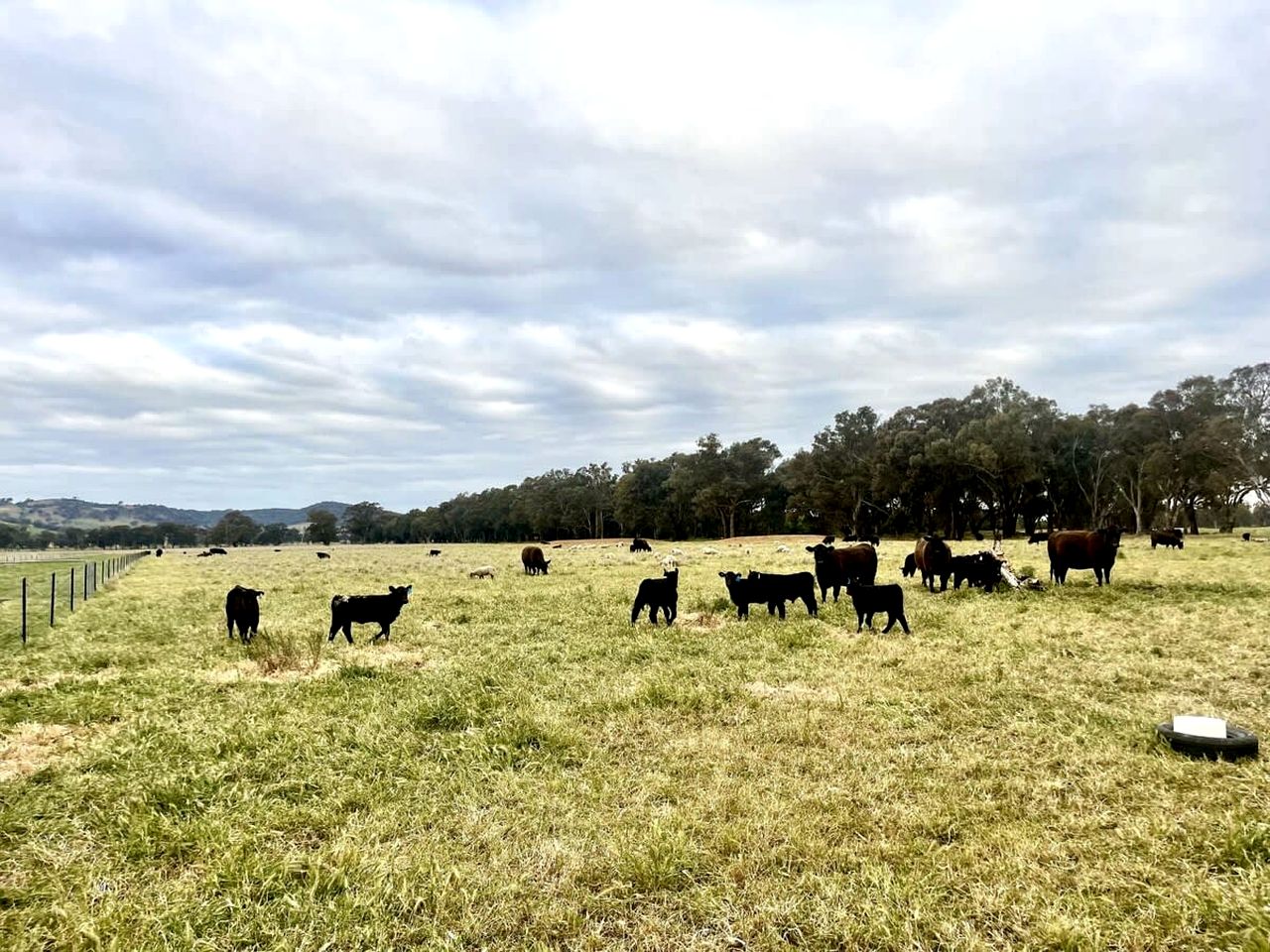 Wonderful Tiny House Farm Retreat with Views and Outdoor Firepit in New South Wales, Australia