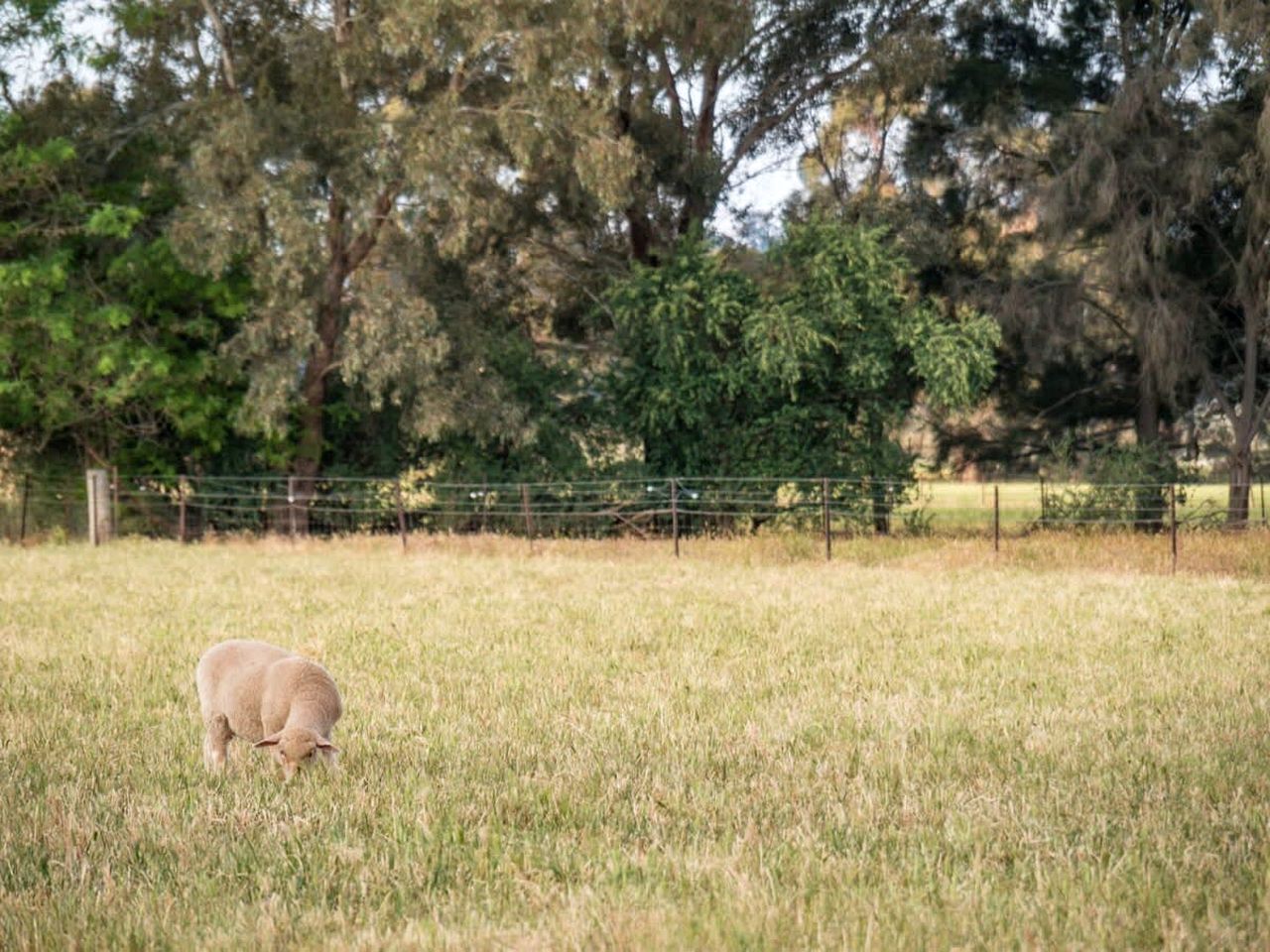 Wonderful Tiny House Farm Retreat with Views and Outdoor Firepit in New South Wales, Australia