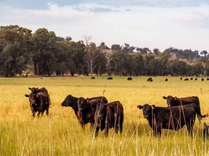 Tiny Houses (Australia, Mangoplah, New South Wales)