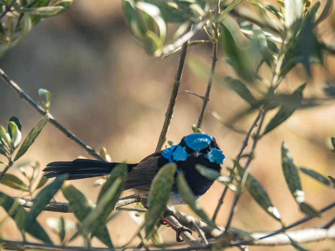 Wonderful Tiny House Farm Retreat with Views and Outdoor Firepit in New South Wales, Australia