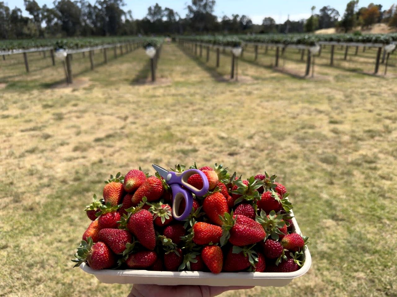 Wonderful Tiny House Farm Retreat with Views and Outdoor Firepit in New South Wales, Australia