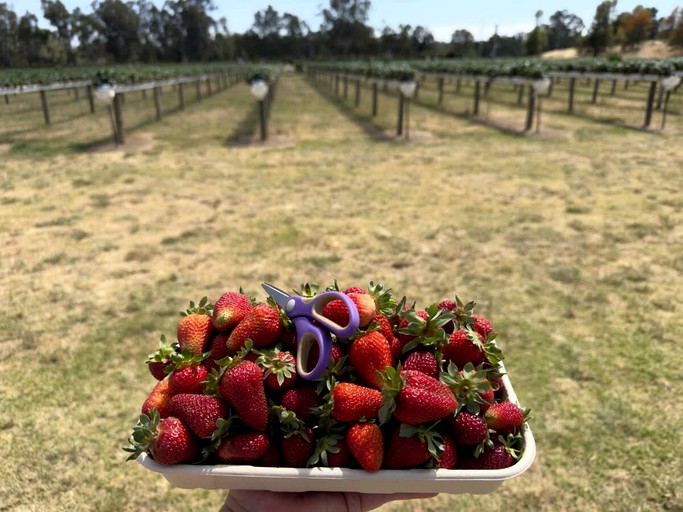 Tiny Houses (Australia, Mangoplah, New South Wales)