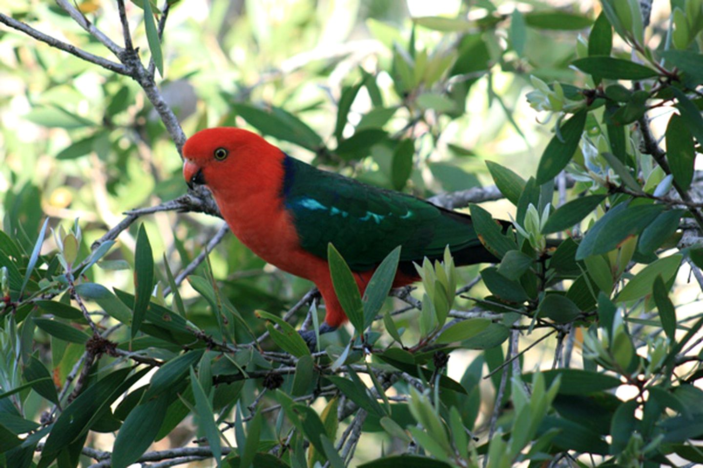 Riverside Getaway Cabin with a Pool near Grafton, New South Wales, Australia