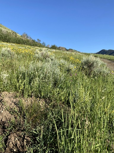 Barns (United States of America, Cameron, Montana)