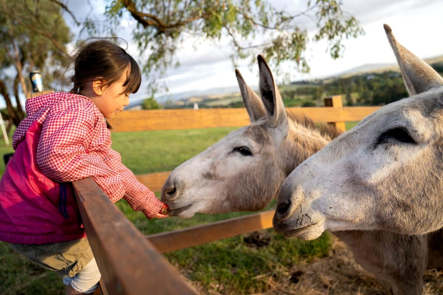 Yarra Valley Accommodation Ideal for Victoria Glamping