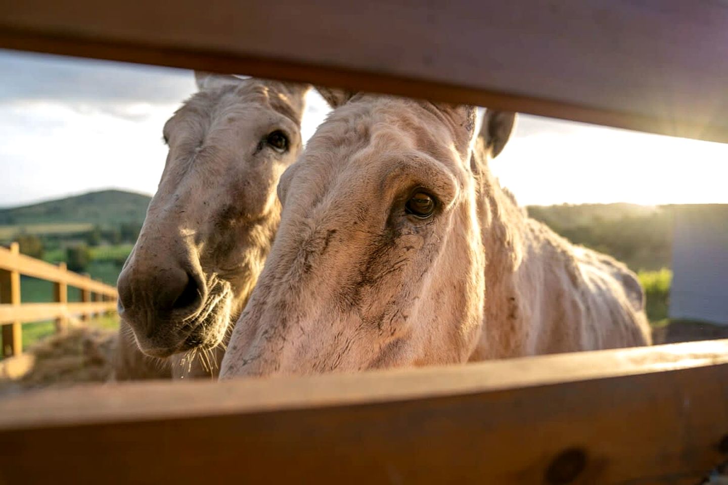Yarra Valley Accommodation Ideal for Victoria Glamping