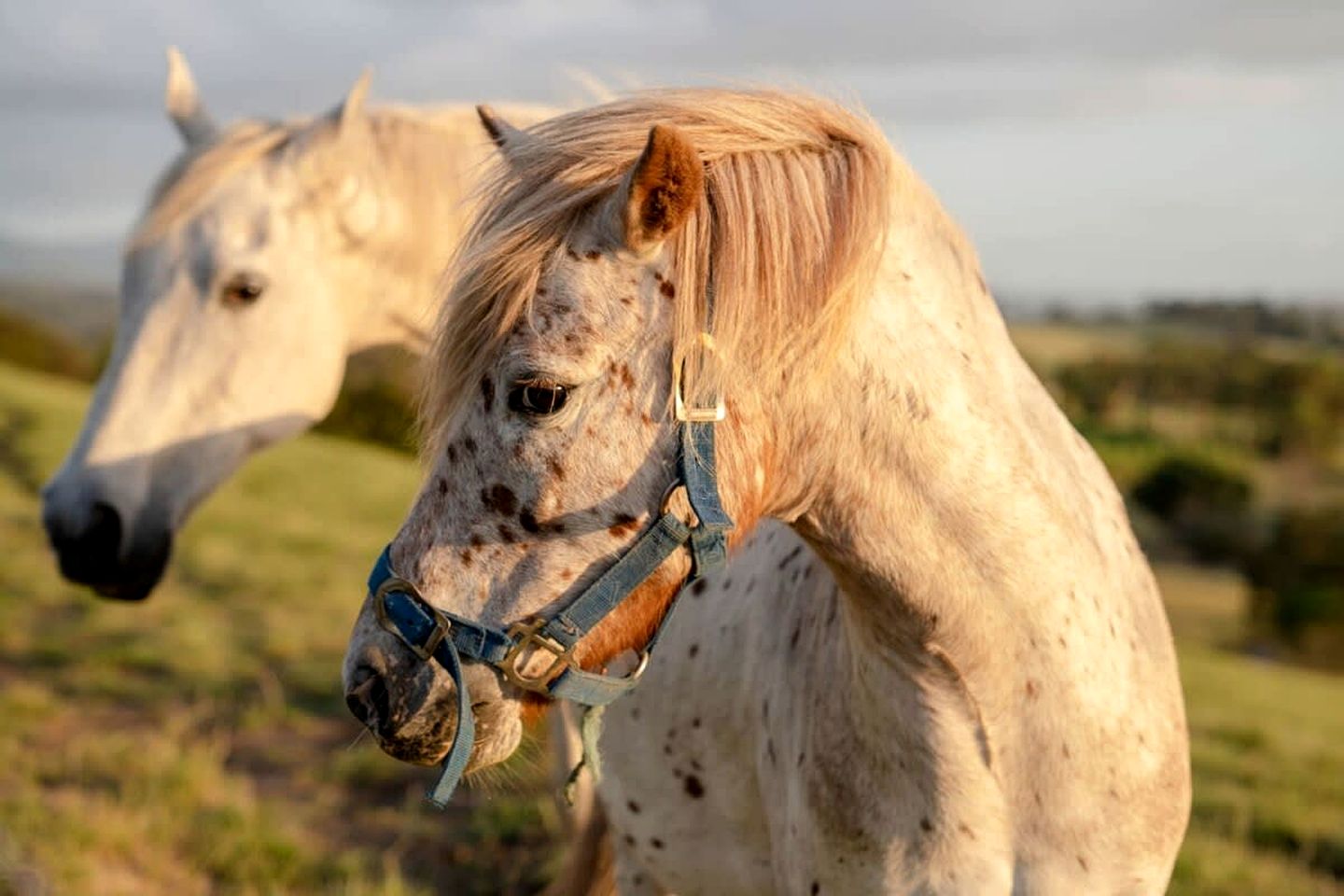 Yarra Valley Accommodation Ideal for Victoria Glamping