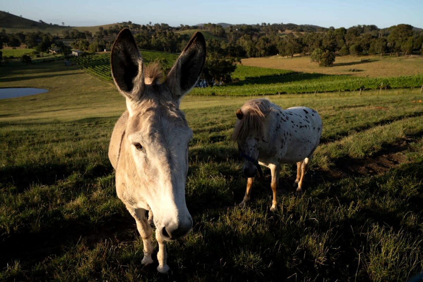 Yarra Valley Accommodation Ideal for Victoria Glamping