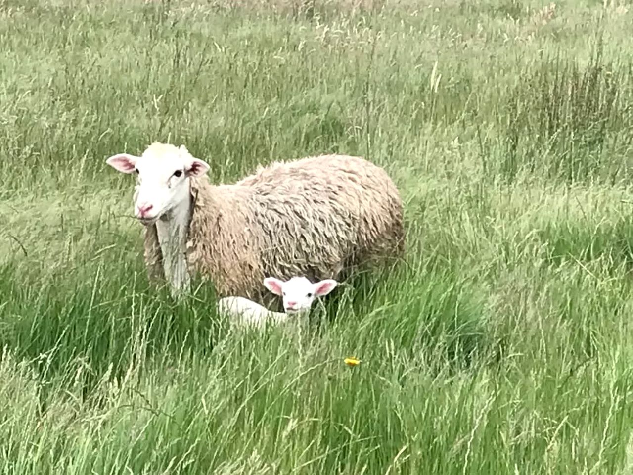 Yarra Valley Tiny House for Eco-Friendly Glamping in Victoria