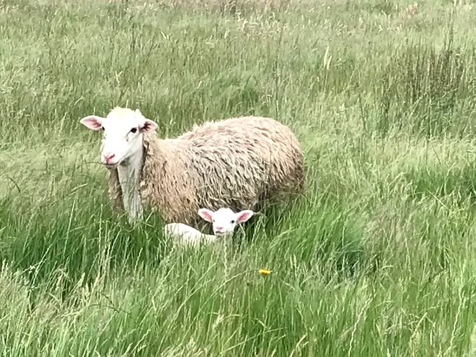 Tiny Houses (Australia, Yea, Victoria)