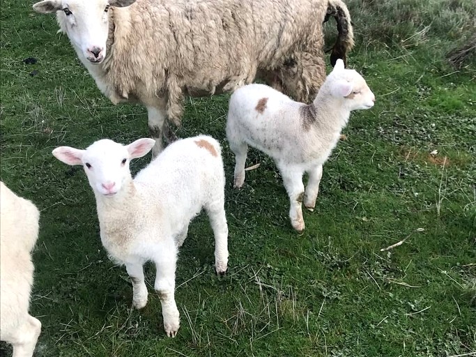 Tiny Houses (Australia, Yea, Victoria)