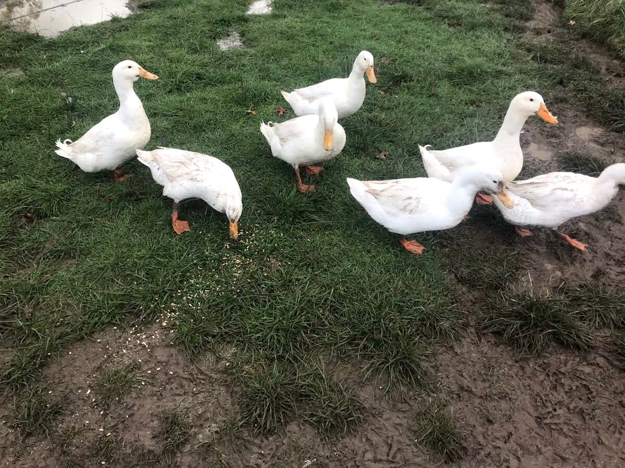 Yarra Valley Tiny House for Eco-Friendly Glamping in Victoria