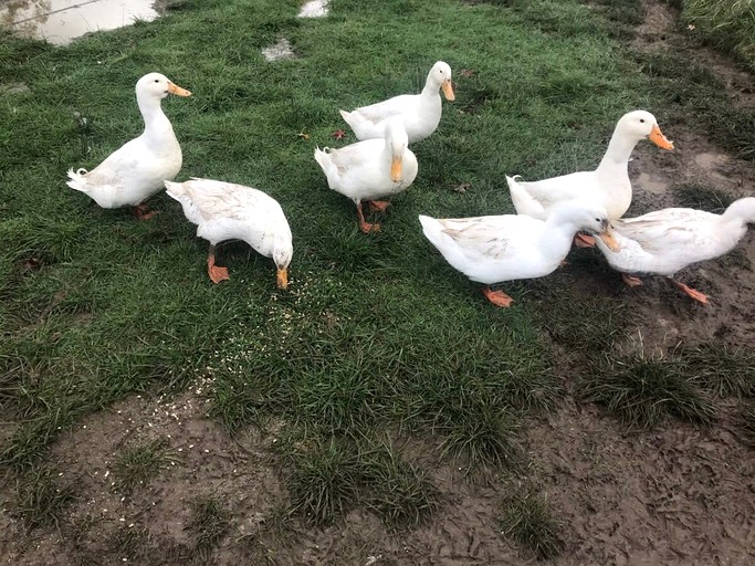 Tiny Houses (Australia, Yea, Victoria)