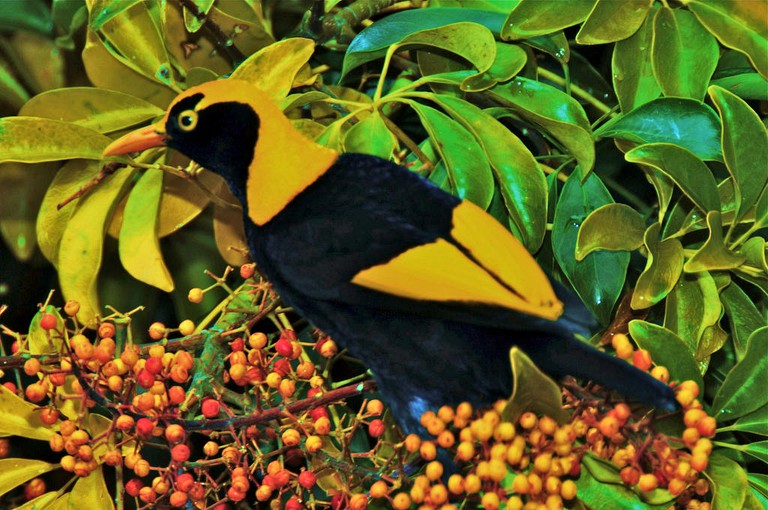 Nature Lodges (Yarrahapinni, New South Wales, Australia)