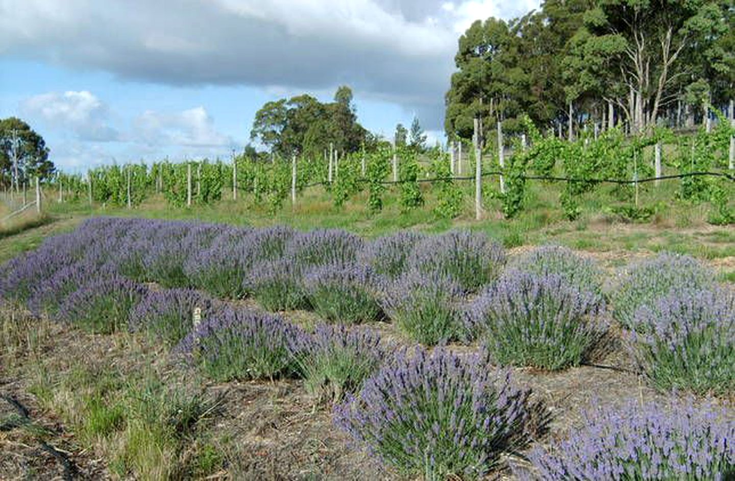 Lovely Rustic Cottage Rental on a Vineyard near Canberra, New South Wales