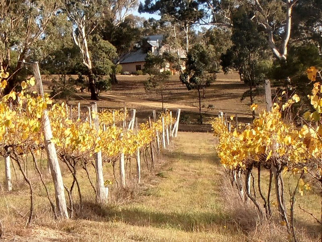 Lovely Rustic Cottage Rental on a Vineyard near Canberra, New South Wales