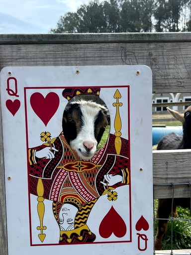 Tiny Houses (United States of America, Littleton, North Carolina)