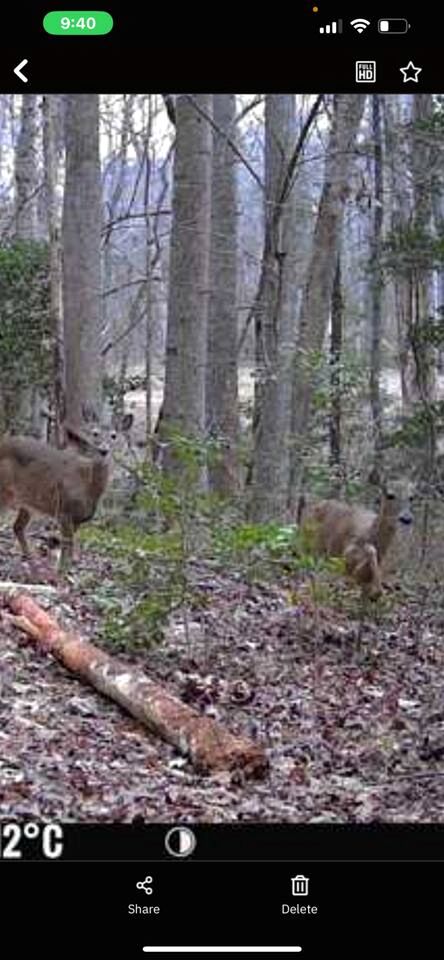 Unforgettable Sasquatch Ranch Retreat with Goats & Beach Area near Littleton, NC