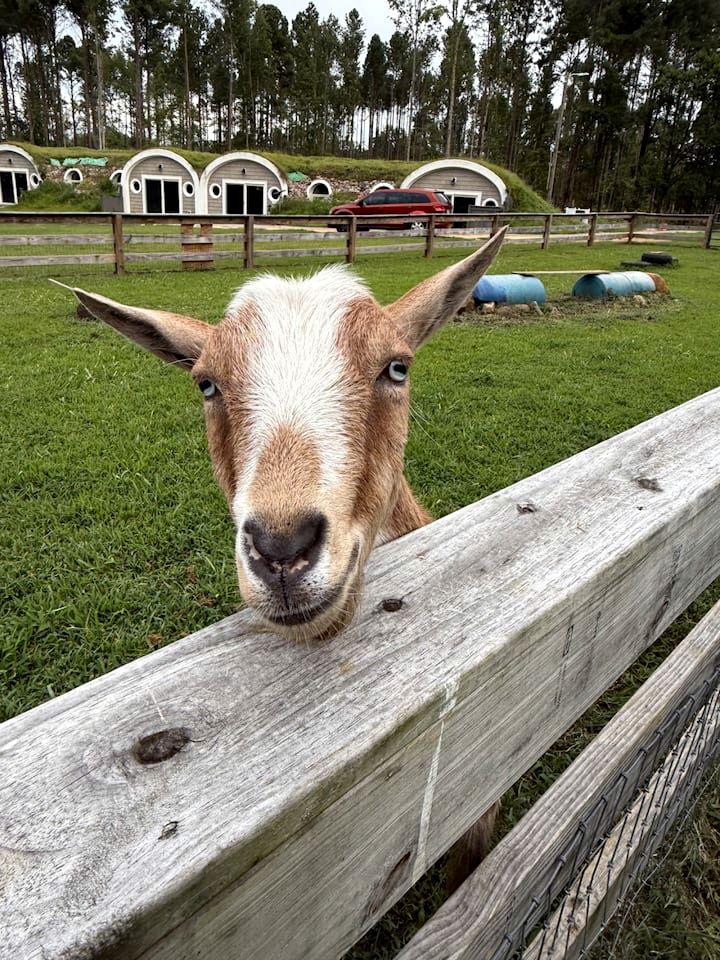 Unforgettable Sasquatch Ranch Retreat with Goats & Beach Area near Littleton, NC