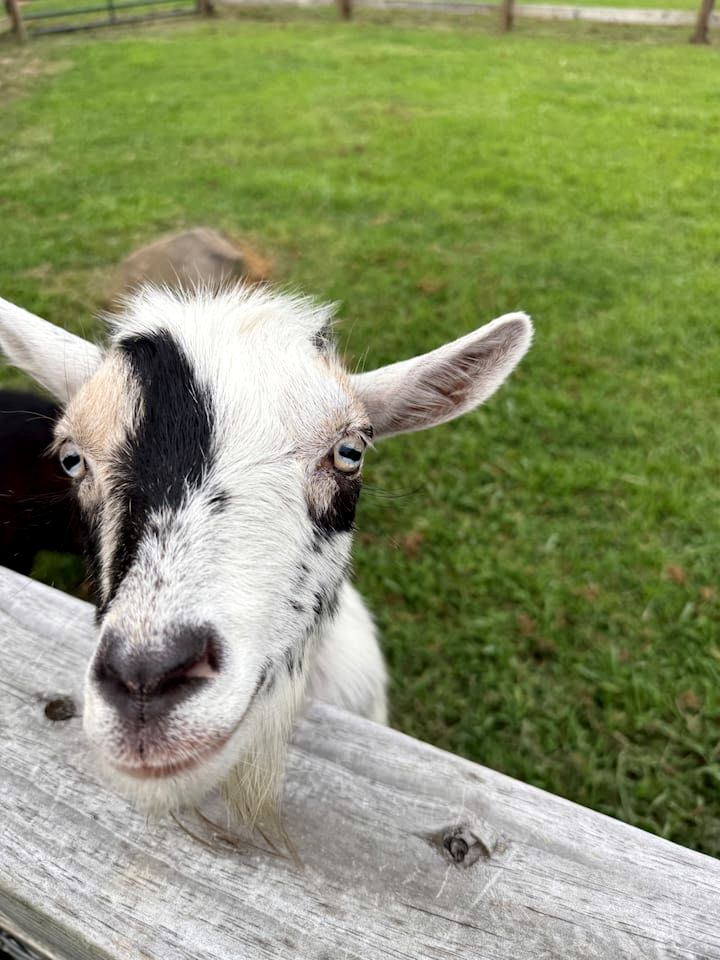Unforgettable Sasquatch Ranch Retreat with Goats & Beach Area near Littleton, NC