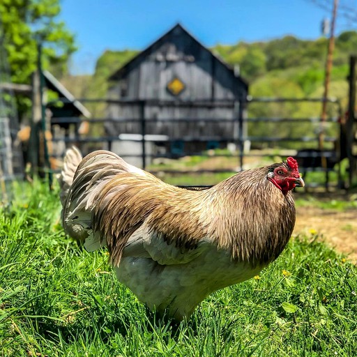 Yurts (Friendsville, Maryland, United States)