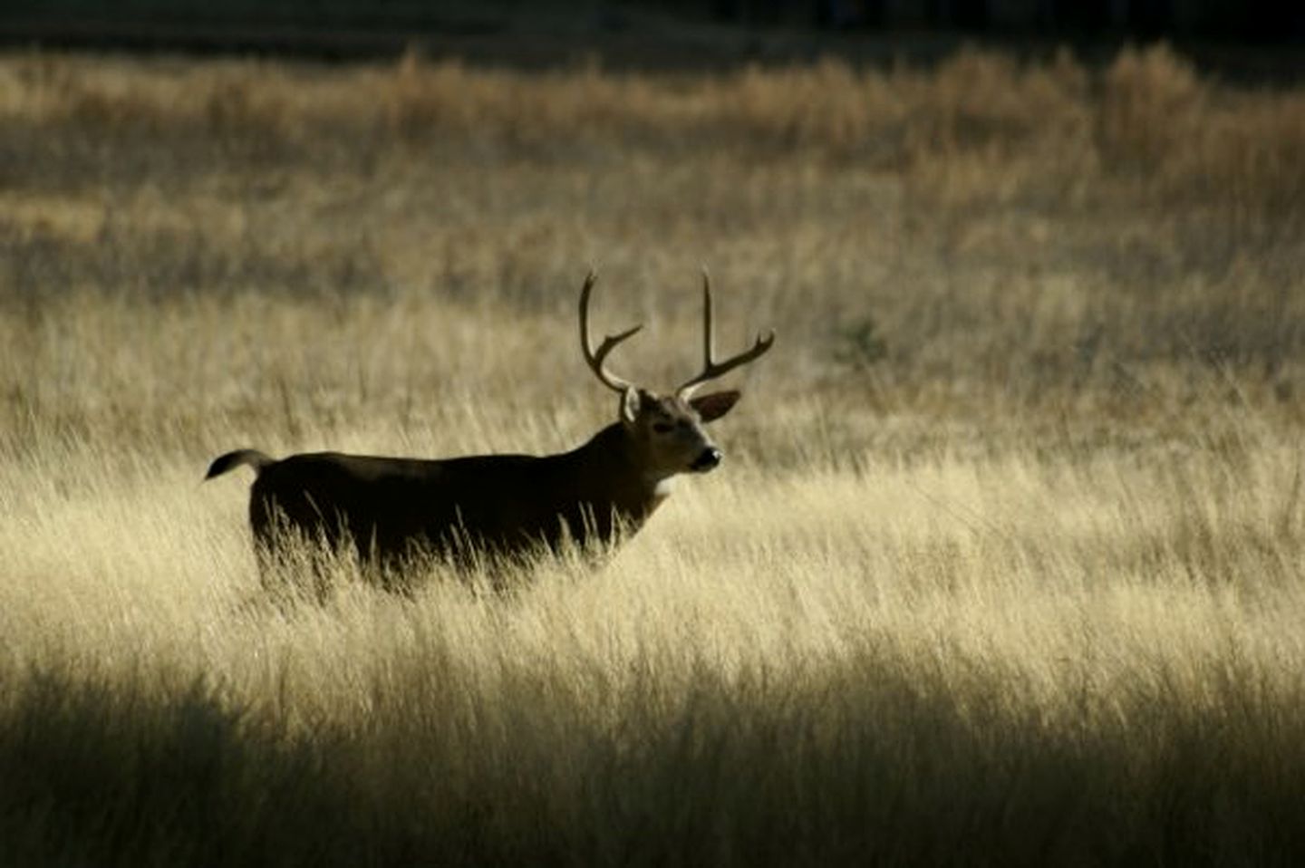 Four-Person Conestoga Wagons for Glamping Getaway near Yosemite National Park, California