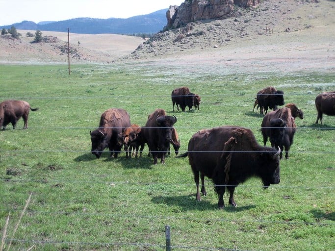 Cabins (Jefferson, Colorado, United States)