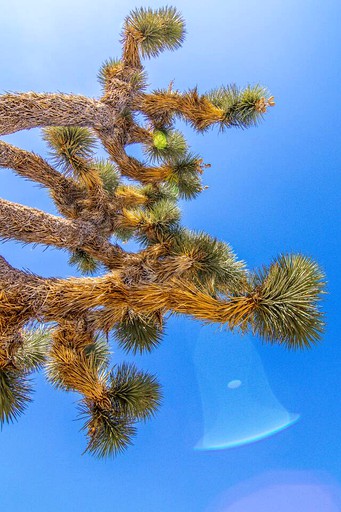 Vacation Rentals (United States of America, Yucca Valley, California)