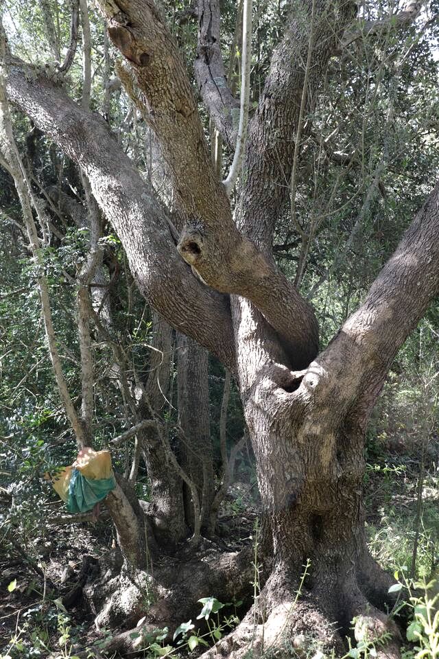 Rustic Eco Yurt Retreat with Solar Power and Forest Trails near Tramuntana Mountains, Mallorca